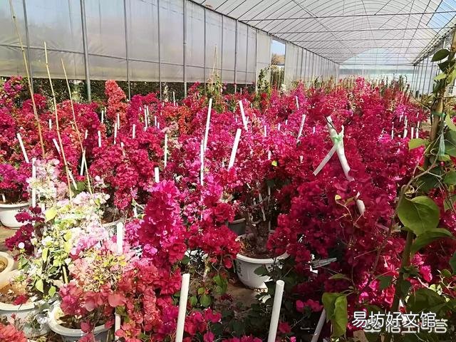 养的三角梅有三年多就开过一朵花,该怎么养更好?