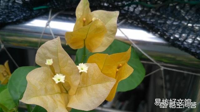养的三角梅有三年多就开过一朵花,该怎么养更好?