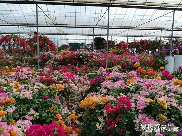养的三角梅有三年多就开过一朵花,该怎么养更好?