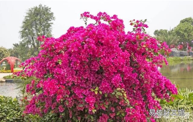 养的三角梅有三年多就开过一朵花,该怎么养更好?