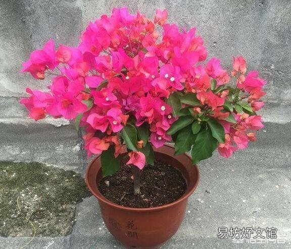 养的三角梅有三年多就开过一朵花,该怎么养更好?