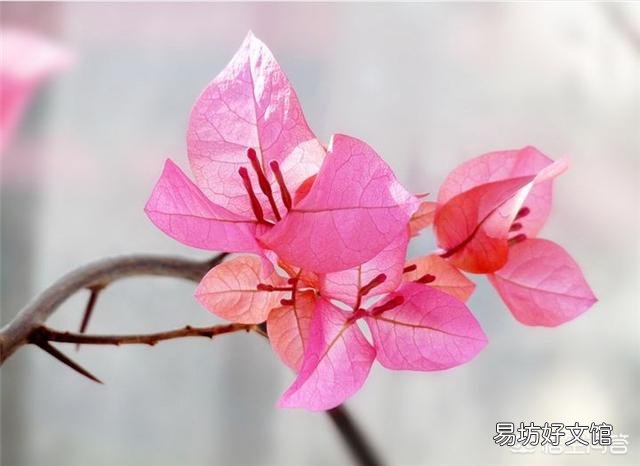 养的三角梅有三年多就开过一朵花,该怎么养更好?