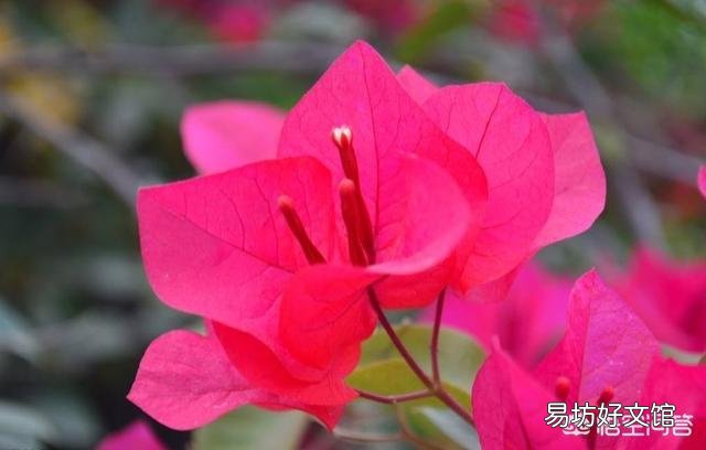 养的三角梅有三年多就开过一朵花,该怎么养更好?