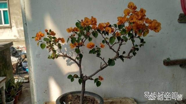 养的三角梅有三年多就开过一朵花,该怎么养更好?