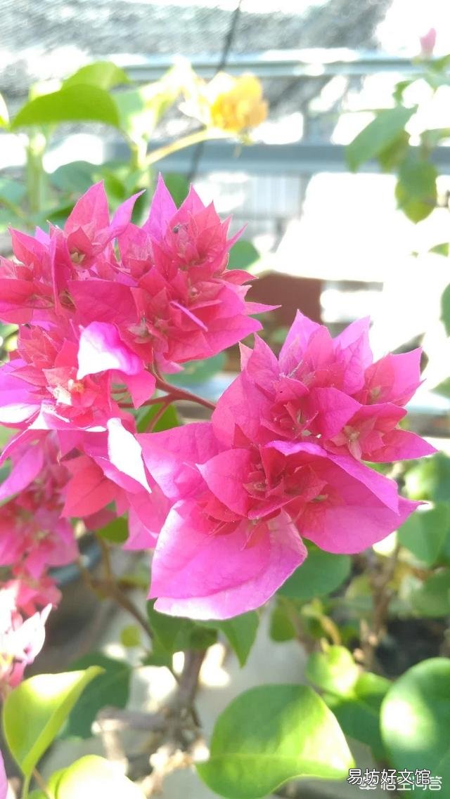 养的三角梅有三年多就开过一朵花,该怎么养更好?