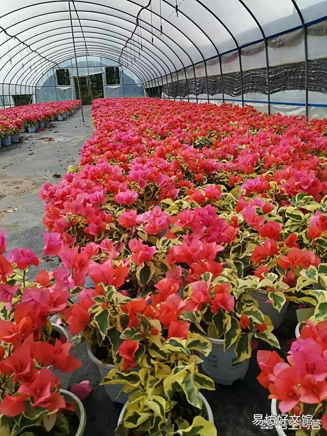 养的三角梅有三年多就开过一朵花,该怎么养更好?