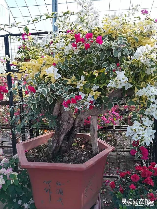 养的三角梅有三年多就开过一朵花,该怎么养更好?