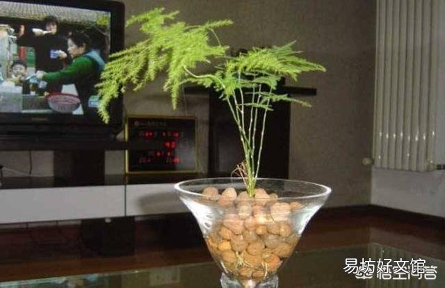 文竹能不能水培?如果可以水培是否比土培容易生长?