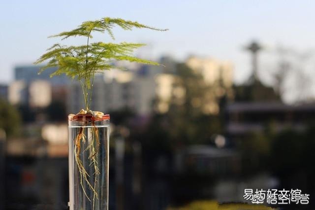 文竹能不能水培?如果可以水培是否比土培容易生长?