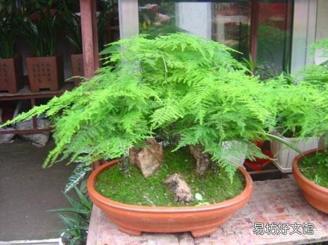 文竹能不能水培?如果可以水培是否比土培容易生长?