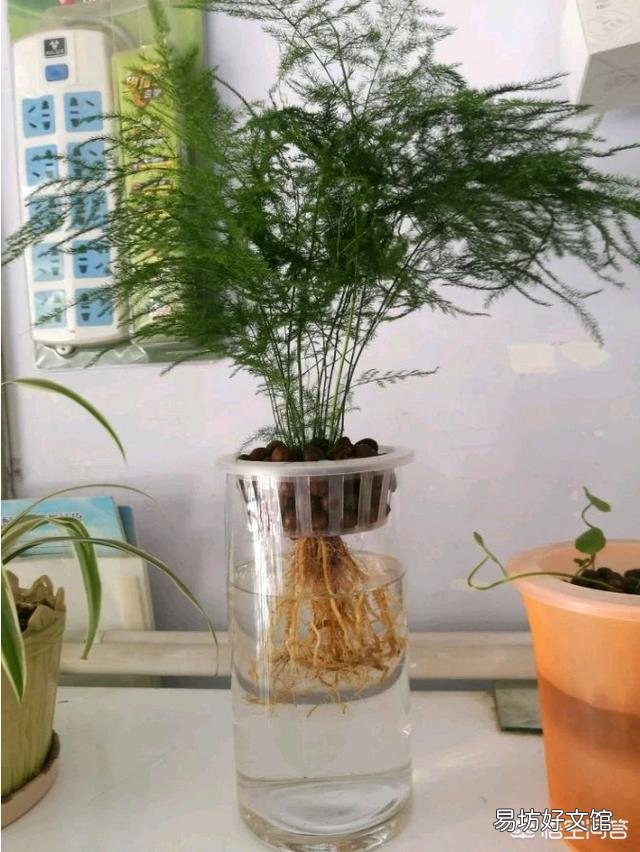 文竹能不能水培?如果可以水培是否比土培容易生长?