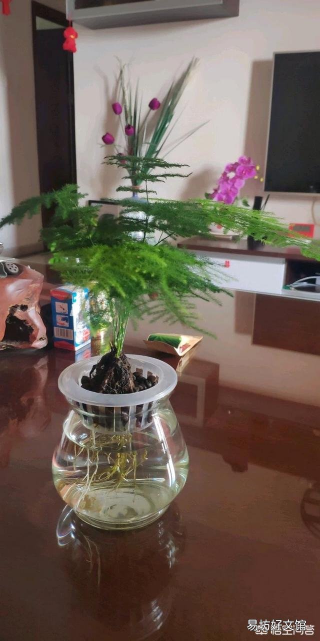文竹能不能水培?如果可以水培是否比土培容易生长?