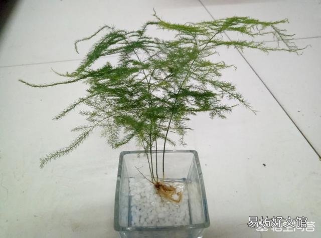 文竹能不能水培?如果可以水培是否比土培容易生长?
