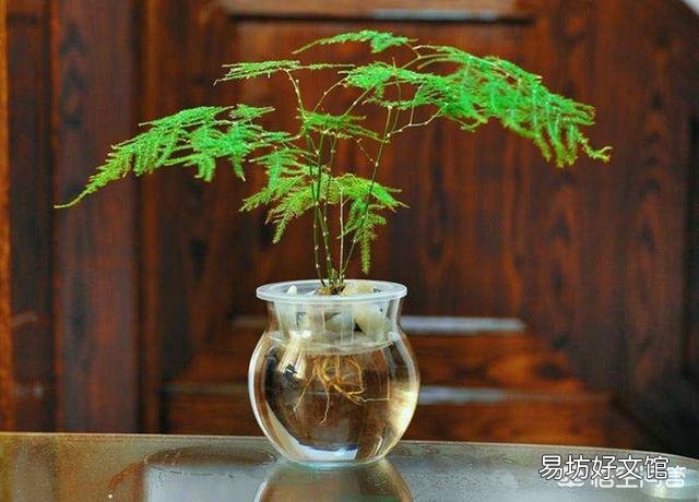 文竹能不能水培?如果可以水培是否比土培容易生长?