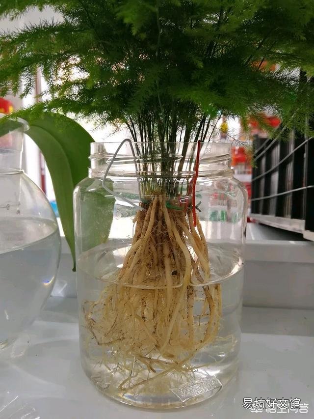 文竹能不能水培?如果可以水培是否比土培容易生长?