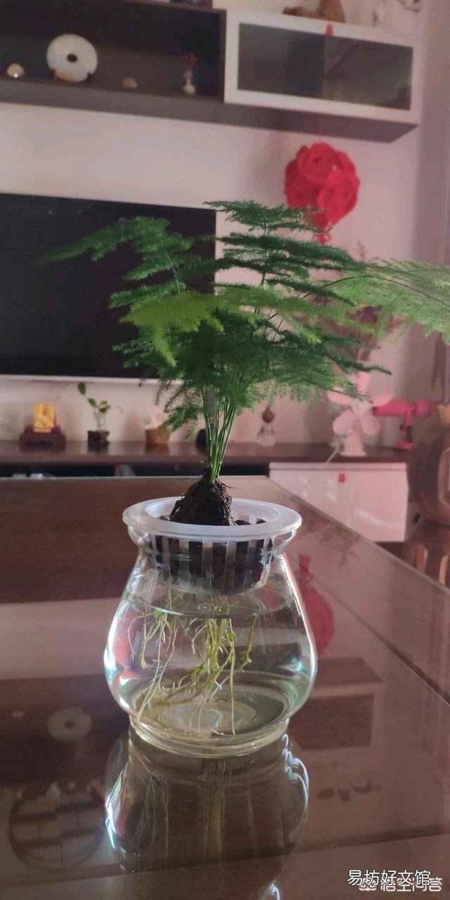 文竹能不能水培?如果可以水培是否比土培容易生长?