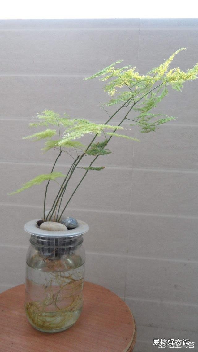 文竹能不能水培?如果可以水培是否比土培容易生长?
