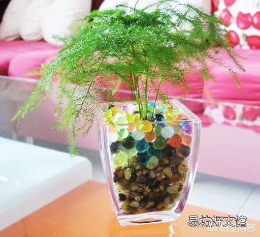 文竹能不能水培?如果可以水培是否比土培容易生长?