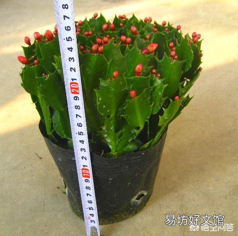 该如何购买蟹爪兰小苗,需要注意什么?