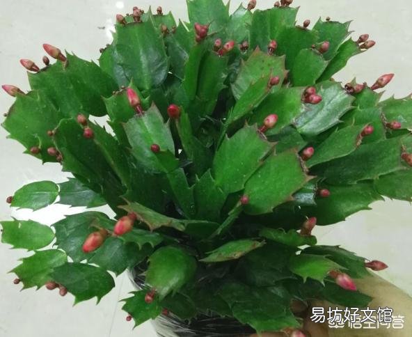 该如何购买蟹爪兰小苗,需要注意什么?