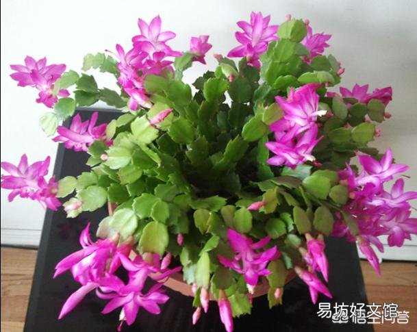 该如何购买蟹爪兰小苗,需要注意什么?