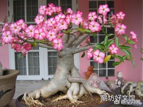 沙漠玫瑰叶子黄是怎么回事？
