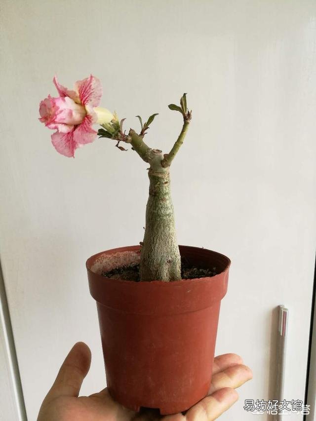 沙漠玫瑰叶子黄是怎么回事？