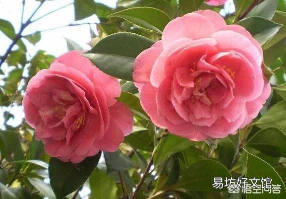 刚买的茶花怎样做能让它成活?