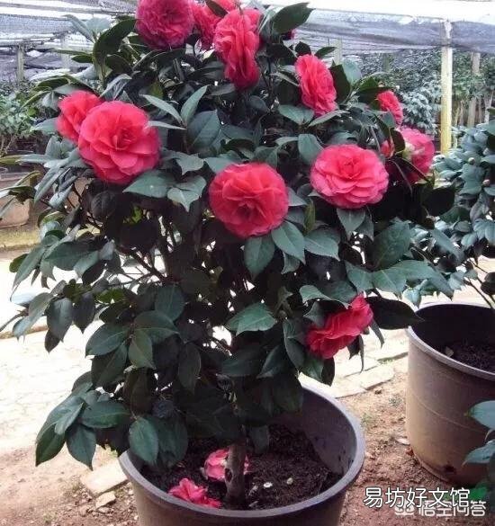 刚买的茶花怎样做能让它成活?