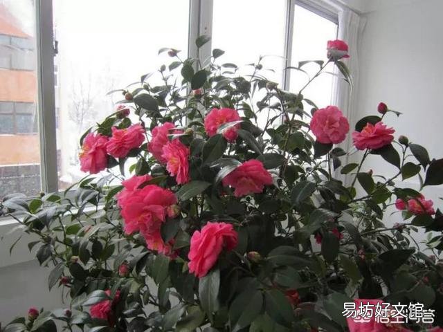 刚买的茶花怎样做能让它成活?