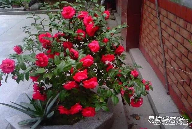 刚买的茶花怎样做能让它成活?