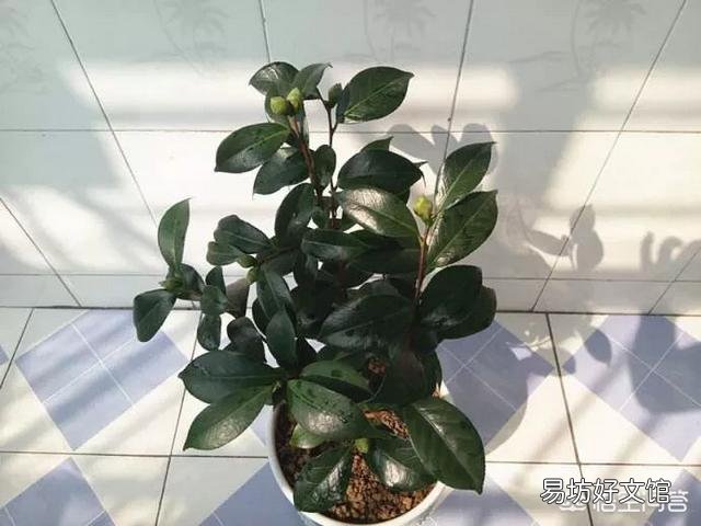 刚买的茶花怎样做能让它成活?