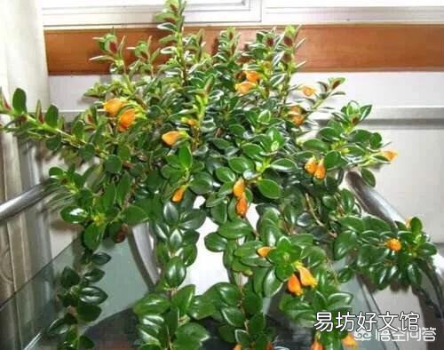 金鱼吊兰用什么土培养好?