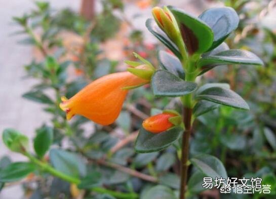 金鱼吊兰用什么土培养好?