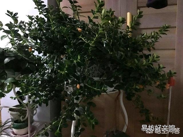 金鱼吊兰用什么土培养好?