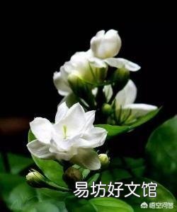 家里的茉莉花长得挺好的,但就是不开花,这是怎么回事?
