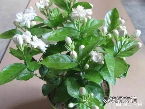 家里的茉莉花长得挺好的,但就是不开花,这是怎么回事?