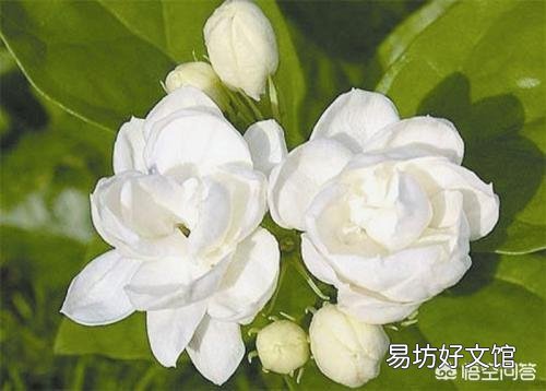 家里的茉莉花长得挺好的,但就是不开花,这是怎么回事?