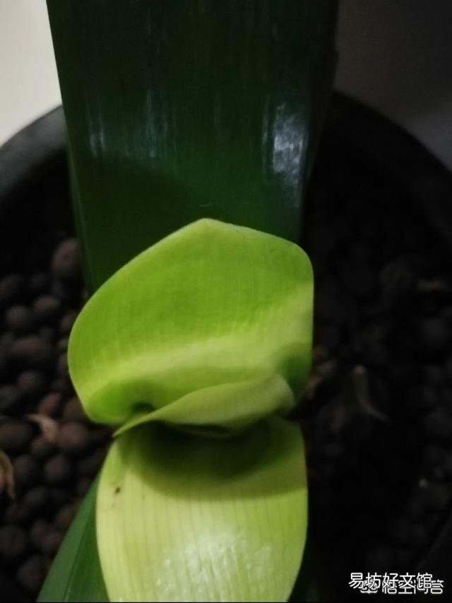 君子兰开花以后,新长出的叶子是嫩黄色的,而不是绿绿的,是什么情况?
