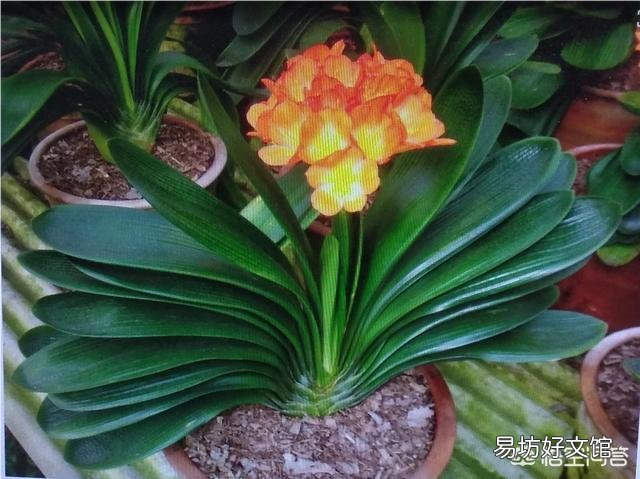 君子兰开花以后,新长出的叶子是嫩黄色的,而不是绿绿的,是什么情况?
