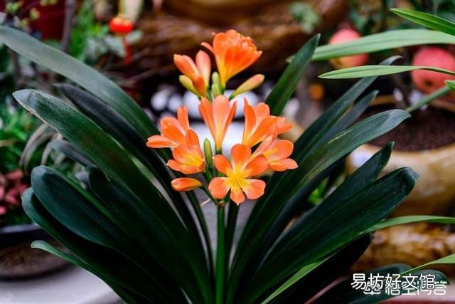 君子兰开花以后,新长出的叶子是嫩黄色的,而不是绿绿的,是什么情况?