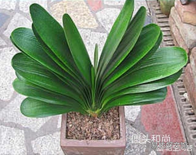 君子兰开花以后,新长出的叶子是嫩黄色的,而不是绿绿的,是什么情况?