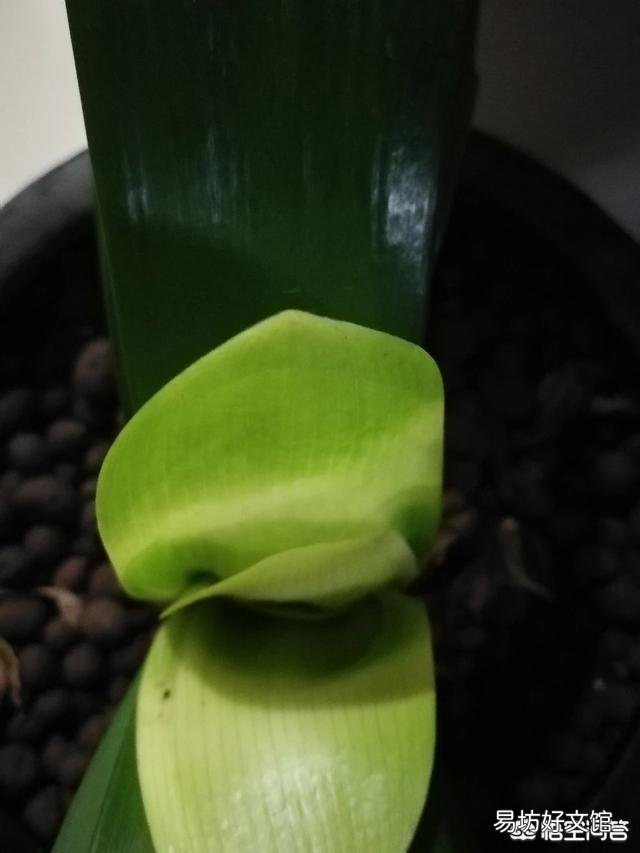 君子兰开花以后,新长出的叶子是嫩黄色的,而不是绿绿的,是什么情况?