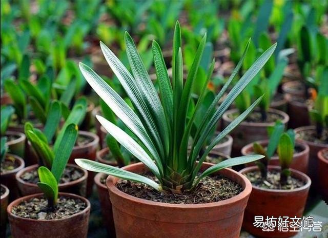 君子兰开花以后,新长出的叶子是嫩黄色的,而不是绿绿的,是什么情况?