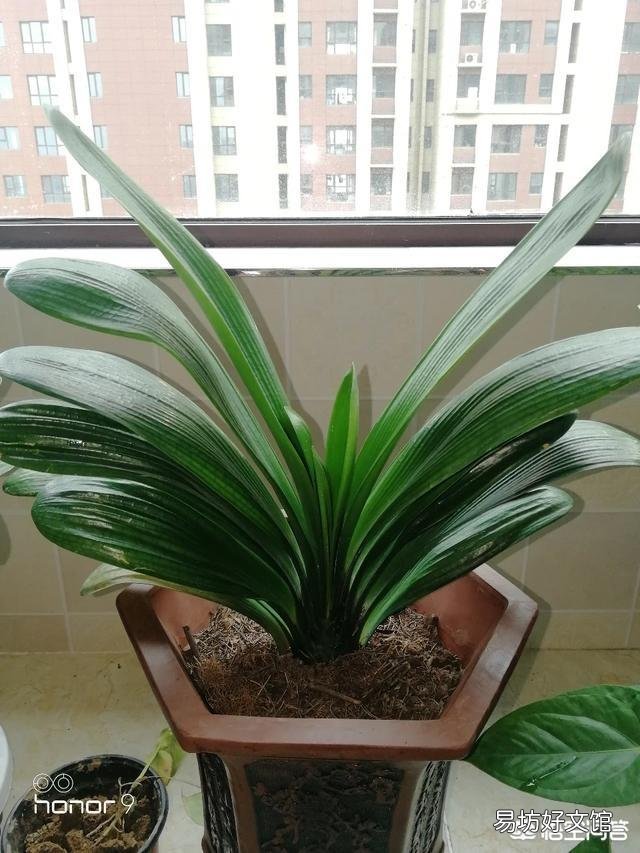 君子兰开花以后,新长出的叶子是嫩黄色的,而不是绿绿的,是什么情况?