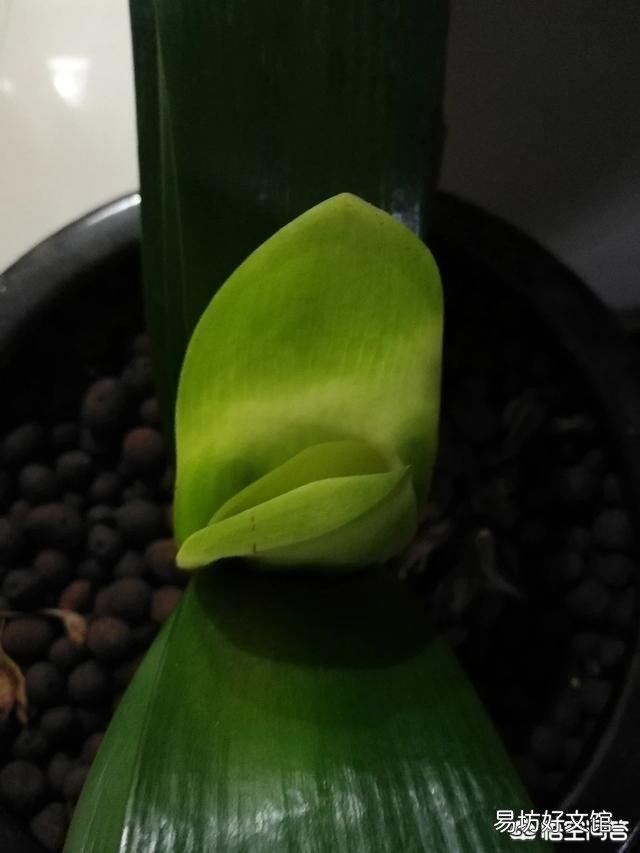 君子兰开花以后,新长出的叶子是嫩黄色的,而不是绿绿的,是什么情况?