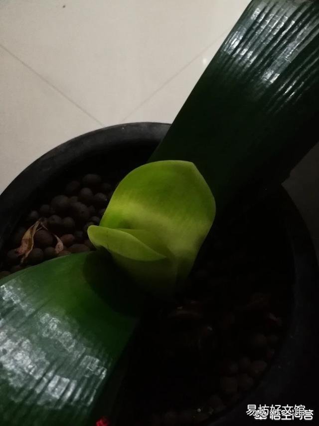 君子兰开花以后,新长出的叶子是嫩黄色的,而不是绿绿的,是什么情况?