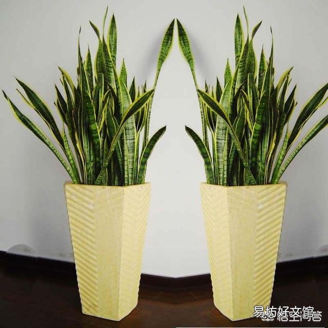 哪些花不用频繁的浇水？