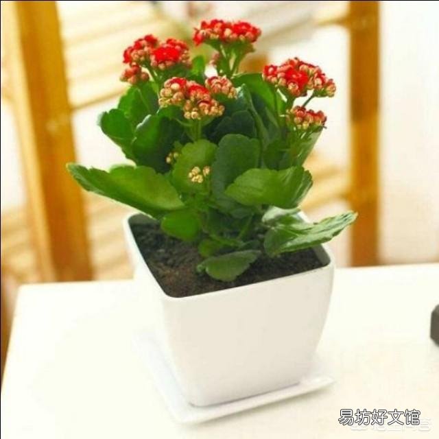 哪些花不用频繁的浇水？