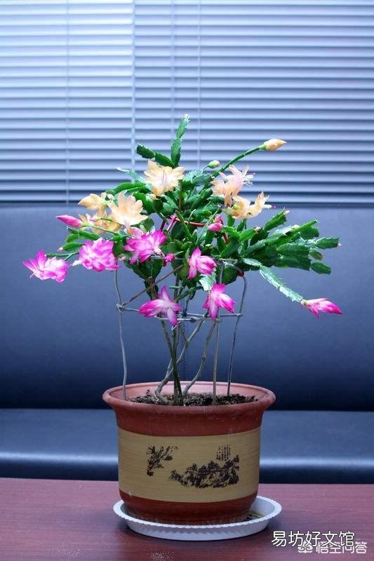 哪些花不用频繁的浇水？